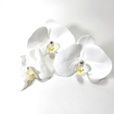 画像5: 61-2【胡蝶蘭】白×黄 (5)