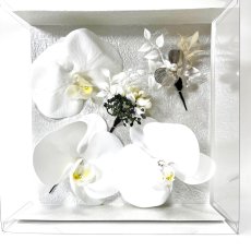 画像1: 61-2【胡蝶蘭】白×黄 (1)