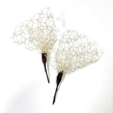 画像3: 6-7【白百合】プリザーブドフラワー (3)